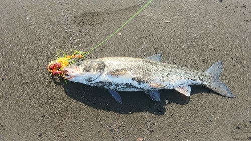 マルタウグイの釣果