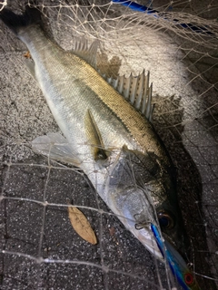 シーバスの釣果