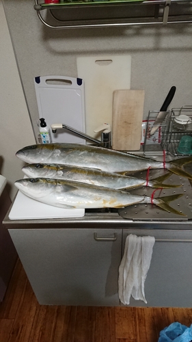 ヒラマサの釣果