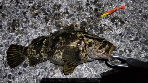 タケノコメバルの釣果