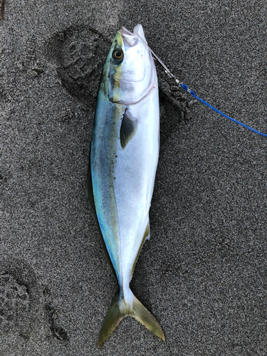 イナダの釣果