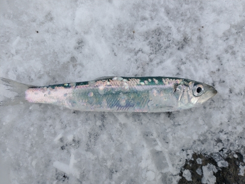 ニシンの釣果