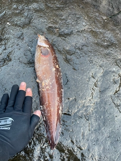 アカハタの釣果