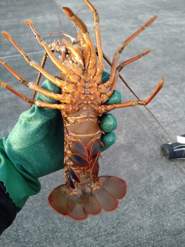 イセエビの釣果