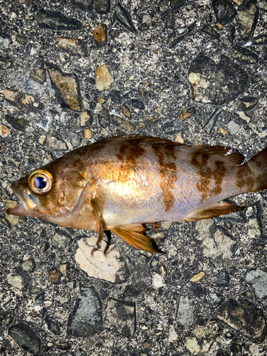 シロメバルの釣果