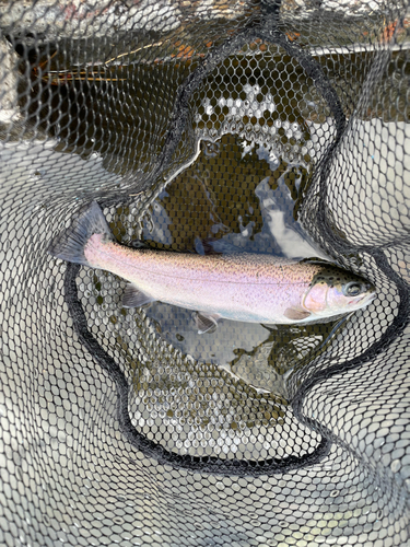 ニジマスの釣果