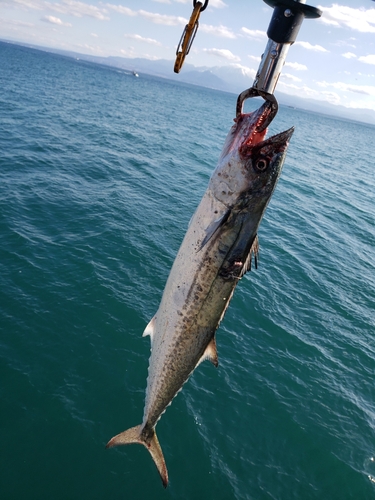 サゴシの釣果