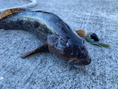 アイナメの釣果