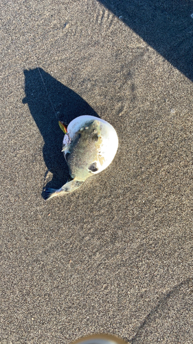 クサフグの釣果