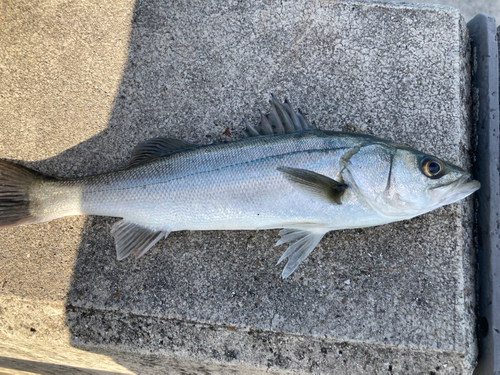 セイゴ（ヒラスズキ）の釣果