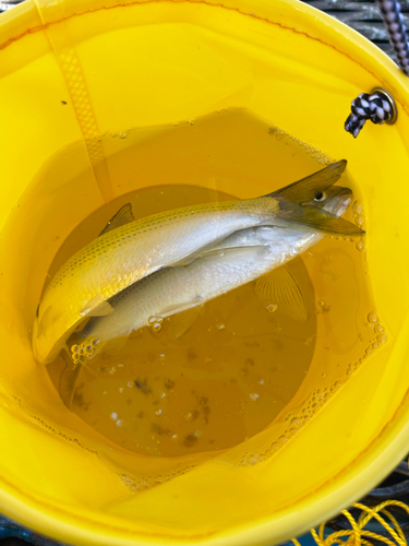 コノシロの釣果