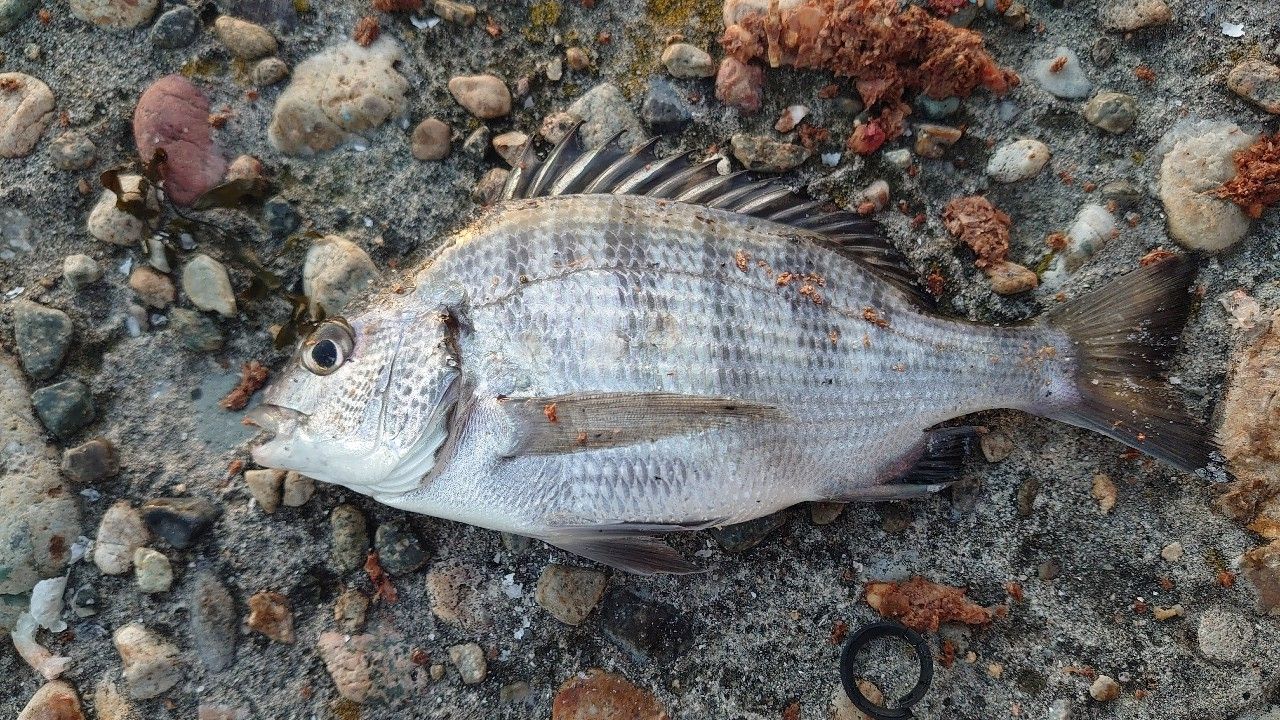 クロダイ