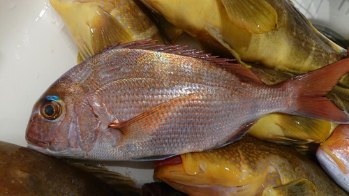 マダイの釣果