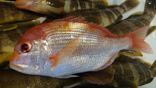 レンコダイの釣果