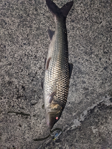 ニゴイの釣果