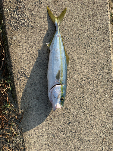 ワカシの釣果