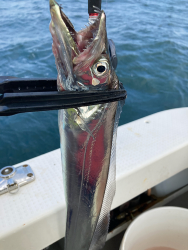 タチウオの釣果