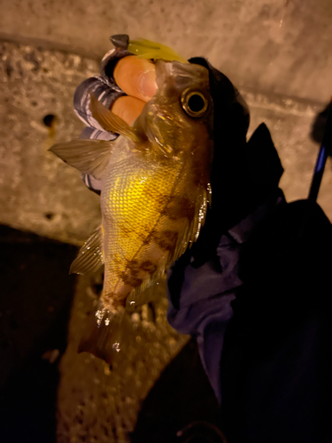 シロメバルの釣果