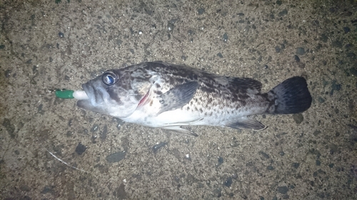 クロソイの釣果