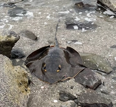 アカエイの釣果