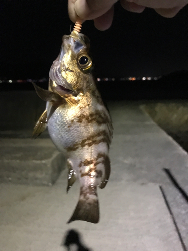 メバルの釣果