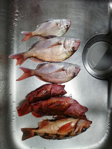 タイの釣果