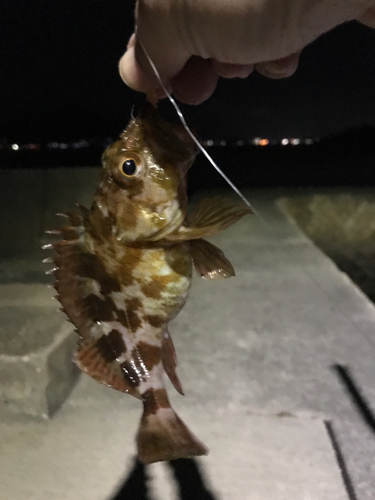 カサゴの釣果