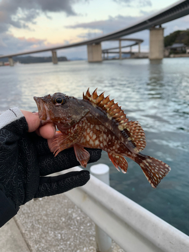 カサゴの釣果