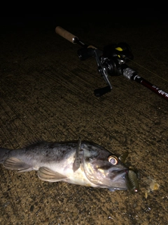 クロソイの釣果