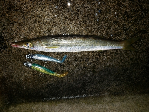 カマスの釣果