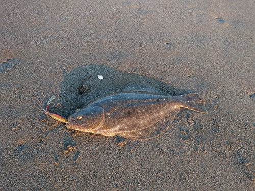 ソゲの釣果