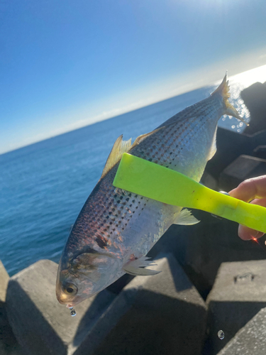 コノシロの釣果