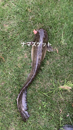 ナマズの釣果