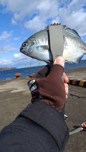 イサキの釣果