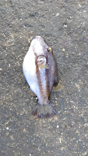 キタマクラの釣果