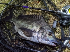 クロダイの釣果