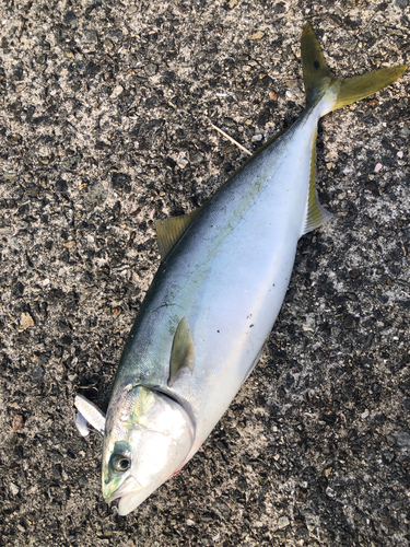 ハマチの釣果