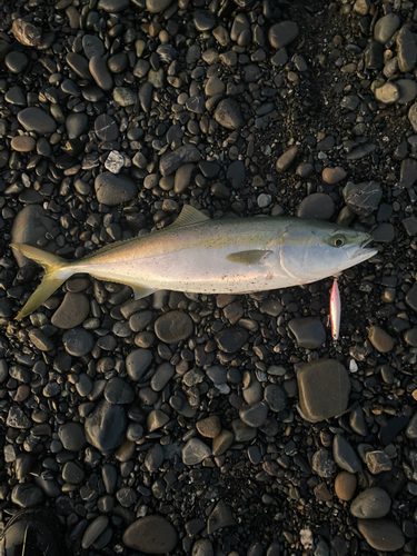 イナダの釣果