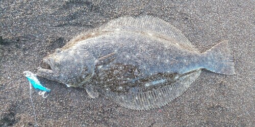 ヒラメの釣果