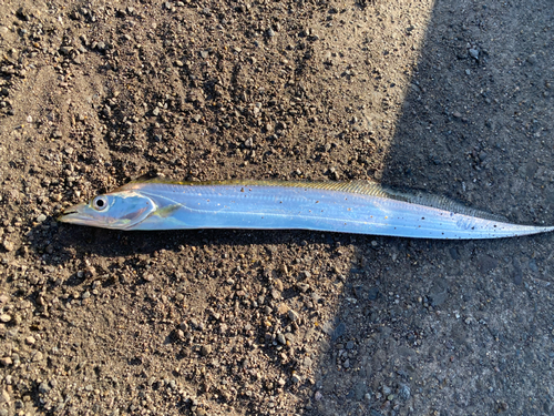 ウシノシタの釣果