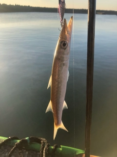 カマスの釣果