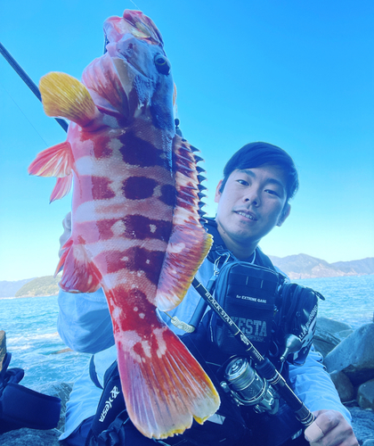 アカハタの釣果