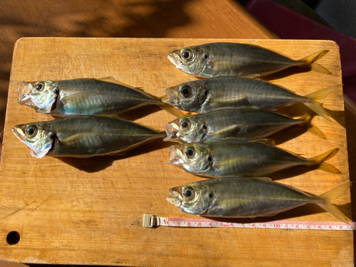 アジの釣果