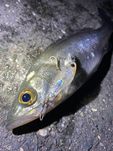 セイゴ（マルスズキ）の釣果