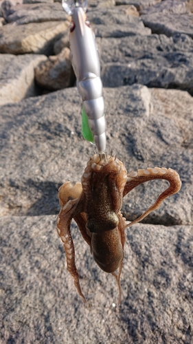 イイダコの釣果