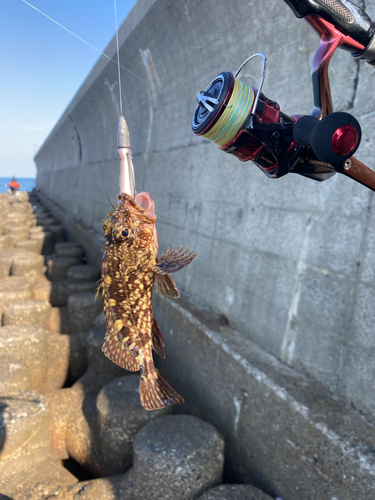 タケノコメバルの釣果