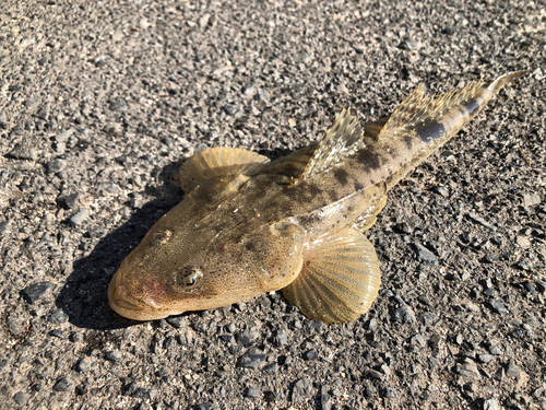 サゴシの釣果