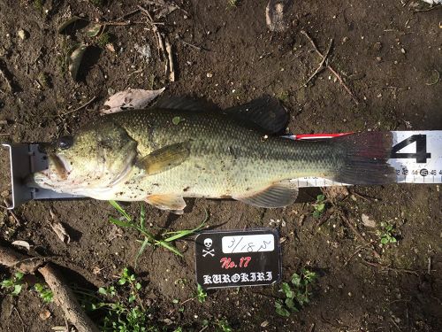 ブラックバスの釣果