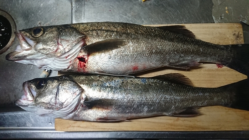 シーバスの釣果