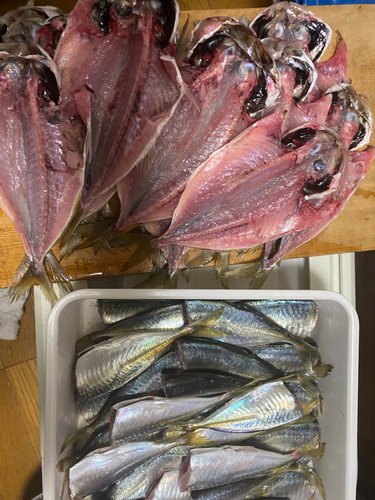 アジの釣果